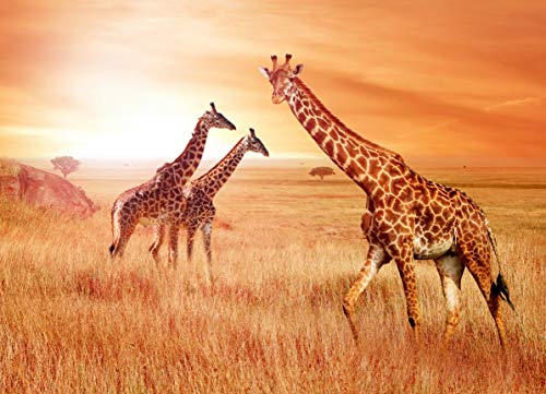 GIRAFFEN Fototapete VLIES-350x260 cm (786A)-Natur Landschaft Tiere Afrika Löwe Zebra Safari Wandtapete-Inkl. Kleister-Vliestapete Bild Dekoration Wand-Dekor Moderne Motiv-Tapete Panorama Poster XXL von FOTOTAPETENDRUCK