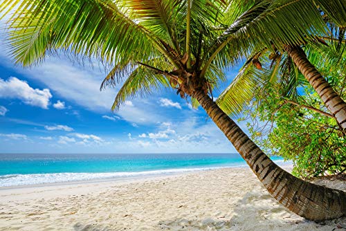 PALMEN Fototapete VLIES-300x223 cm (3912A)-Natur Landschaft Strand Meer Dünen Bäume Karibik Wandtapete-Inkl. Kleister-Vliestapete Bild Dekoration Wand-Dekor Moderne Motiv-Tapete Panorama Poster XXL von FOTOTAPETENDRUCK