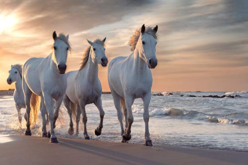 PFERDE Fototapete VLIES-350x260 cm (2937A)-Natur Landschaft Pferd Pony Strand Meer See Tiere Wandtapete-Inkl. Kleister-Vliestapete Bild Dekoration Wand-Dekor Moderne Motiv-Tapete Panorama Poster XXL von FOTOTAPETENDRUCK