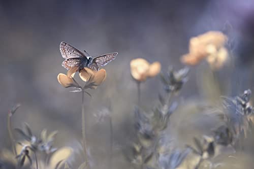 SCHMETTERLING Fototapete VLIES-400x260 cm (6171A)-Natur Blumen Blume Sonnenuntergang Fotokunst Wandtapete-Inkl. Kleister-Vliestapete Bild Dekoration Wand-Dekor Moderne Motiv-Tapete Panorama Poster XXL von SCHMETTERLING