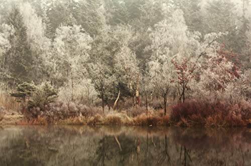 SEE Fototapete VLIES-250x186 cm (6653A)-Nebel Natur Landschaft Herbst Wald Bäume Fotokunst Wandtapete-Inkl. Kleister-Vliestapete Bild Dekoration Wand-Dekor Moderne Motiv-Tapete Panorama Poster XXL von FOTOTAPETENDRUCK