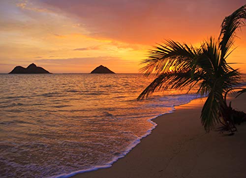 STRAND Fototapete VLIES-300x223 cm (2837A)-Natur Landschaft Palmen Meer Sonnenuntergang Karibik Wandtapete-Inkl. Kleister-Vliestapete Bild Dekoration Wand-Dekor Moderne Motiv-Tapete Panorama Poster von FOTOTAPETENDRUCK