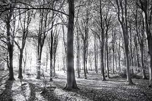 WALD Fototapete VLIES-250x186 cm (1408A)-Natur Landschaft Herbstwald Bäume Schwarz Weiß Wandtapete-Inkl. Kleister-Vliestapete Bild Dekoration Wand-Dekor Moderne Motiv-Tapete Panorama Poster XXL von FOTOTAPETENDRUCK