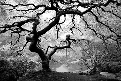 WALD Fototapete VLIES-300x223 cm (1478A)-Natur Landschaft Baum Wälder Bäume Schwarz Weiß Wandtapete-Inkl. Kleister-Vliestapete Bild Dekoration Wand-Dekor Moderne Motiv-Tapete Panorama Poster XXL von FOTOTAPETENDRUCK