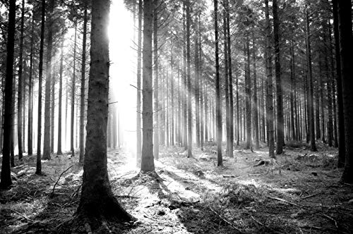 WALD Fototapete VLIES-300x223 cm (1507A)-Natur Landschaft Herbst Bäume Birken Schwarz Weiß Wandtapete-Inkl. Kleister-Vliestapete Bild Dekoration Wand-Dekor Moderne Motiv-Tapete Panorama Poster XXL von FOTOTAPETENDRUCK