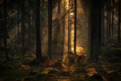 WALD Fototapete VLIES-350x260 cm (6738A)-Natur Landschaft Bäume Nebel Herbstwald Fotokunst Wandtapete-Inkl. Kleister-Vliestapete Bild Dekoration Wand-Dekor Moderne Motiv-Tapete Panorama Poster XXL von WALD