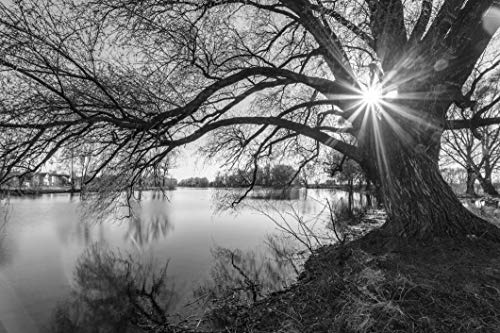 WALD Fototapete VLIES-450x280 cm (1290A)-Natur See Landschaft Baum Herbst Bäume Schwarz-Weiß Wandtapete-Inkl. Kleister-Vliestapete Bild Dekoration Wand-Dekor Moderne Motiv-Tapete Panorama Poster XXL von FOTOTAPETENDRUCK