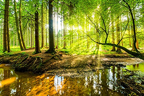 WALD Fototapete VLIES-500x280 cm (4617A)-Natur Landschaft Bäume Herbstwald Birken Baum Wandtapete-Inkl. Kleister-Vliestapete Bild Dekoration Wand-Dekor Moderne Motiv-Tapete Panorama Poster XXL von FOTOTAPETENDRUCK