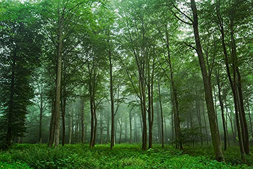 WALD Fototapete VLIES-500x280 cm (6350A)-Nebel Landschaft Baum Bäume Natur Design Fotokunst Wandtapete-Inkl. Kleister-Vliestapete Bild Dekoration Wand-Dekor Moderne Motiv-Tapete Panorama Poster XXL von FOTOTAPETENDRUCK