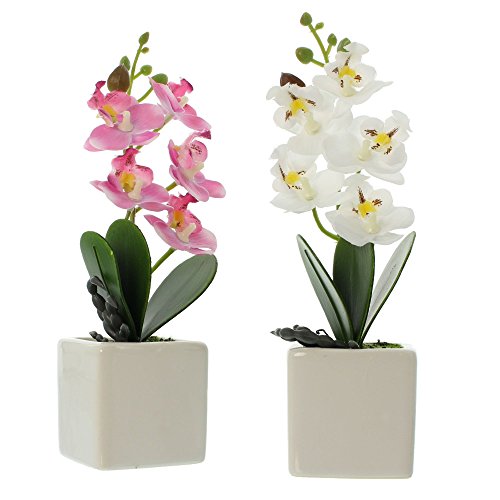 FRANK FLECHTWAREN Deko-Orchidee im Topf im 2er Set von FRANK FLECHTWAREN