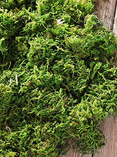 FRANK FLECHTWAREN Naturmoos, getrocknet ideal für die Krippe und zum Dekorieren FRANK FLECHTWAREN Naturmoos, getrocknet ideal für die Krippe und zum Dekorieren von FRANK FLECHTWAREN