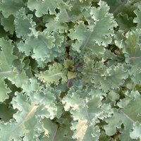 Freudenberger - Markstammkohl Brassica oleracea 1kg Futterkohl Stangenkohl Feldfutter Markkohl von FREUDENBERGER
