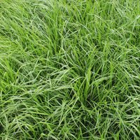 Rohrschwingel Festuca arundinacea 25 kg weichbl. Einzelgras Grassamen Saatgut von FREUDENBERGER