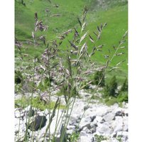 Freudenberger - Rotschwingel Festuca rubra rubra 18kg Einzelgras Grassamen Rasensamen Weidesamen von FREUDENBERGER