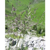 Rotschwingel Festuca rubra rubra 18kg Einzelgras Grassamen Rasensamen Weidesamen von FREUDENBERGER