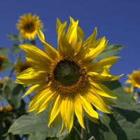 Sonnenblumen Helianthus annuus 25 kg Zierzwecke Blumensamen Sonnenblumensamen von FREUDENBERGER