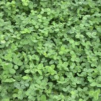 Weißklee Trifolium repens 10 kg Kriechklee Saatgut Grünland Ausdauernd von FREUDENBERGER