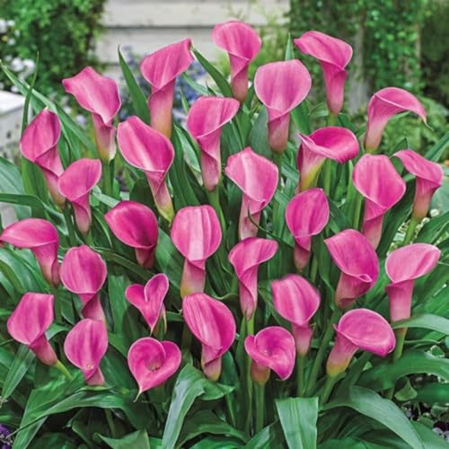 Calla zwiebeln winterhart mehrjährig,Calla pflanze knolle,Calla blumenzwiebeln winterfest,Calla lily plants live,Calla lily,Elegante Blumenknollen-4 zwiebeln-D von FRJNGC