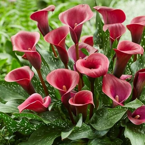 Calla zwiebeln winterhart mehrjährig,Calla pflanze knolle,Calla blumenzwiebeln winterfest,Calla lily plants live,Calla lily,Elegante Blumenknollen-6 zwiebeln-B von FRJNGC