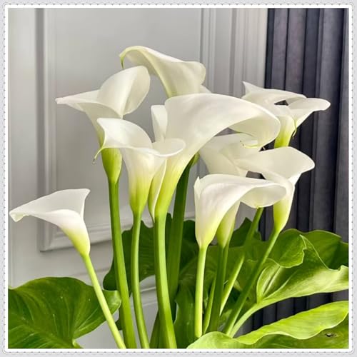 Calla zwiebeln winterhart mehrjährig,Calla pflanze knolle,Calla blumenzwiebeln winterfest,Calla lily plants live,Calla lily,Elegante Blumenknollen-6 zwiebeln-E von FRJNGC