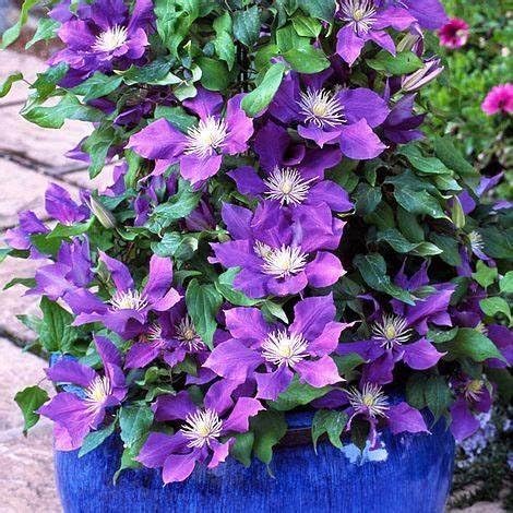 Clematis winterharte Stauden-Winterharte Clematiszwiebeln-Kletterblumen-Einfach zu gestaltende Blumenwände im Garten-4 zwiebeln-B Clematis winterharte Stauden-Winterharte Clematiszwiebeln-Kletterblumen-Einfach zu gestaltende Blumenwände im Garten-4 zwiebeln-B von FRJNGC
