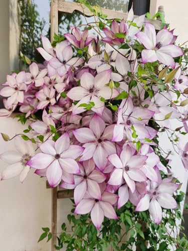 Clematis winterharte Stauden-Winterharte Clematiszwiebeln-Kletterblumen-Einfach zu gestaltende Blumenwände im Garten-8 zwiebeln-E von FRJNGC
