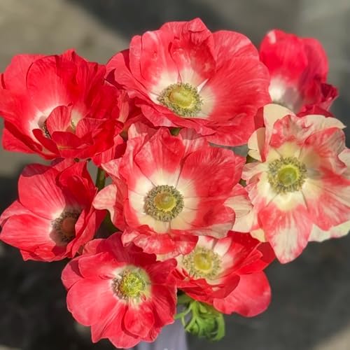 FRJNGC-Winterhart Anemonen Zwiebeln，Anemonenpflanze，Anemone Knollen Mix，Sehr Lange Blütezeit，Balkonkübelpflanzen，Gartenbepflanzung-10 zwiebeln-J von FRJNGC