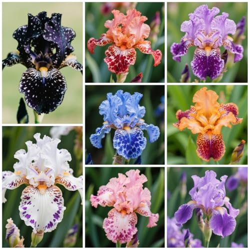 【Iris knollen mix】Iriszwiebel winterhart mehrjährig-Irispflanzen winterhart-Irisbirnen-Mehrjährige Zierblumen-10 zwiebeln-D 【Iris knollen mix】Iriszwiebel winterhart mehrjährig-Irispflanzen winterhart-Irisbirnen-Mehrjährige Zierblumen-10 zwiebeln-D von FRJNGC