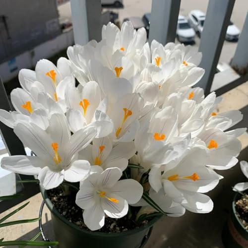 Krokuszwiebeln-Crocus zwiebel-winterharte Stauden- einfach zu züchten und am Leben zu erhalten-mehrjährige Pflanzen-Topfgartenbepflanzung-15 zwiebeln-A Krokuszwiebeln-Crocus zwiebel-winterharte Stauden- einfach zu züchten und am Leben zu erhalten-mehrjährige Pflanzen-Topfgartenbepflanzung-15 zwiebeln-A von FRJNGC