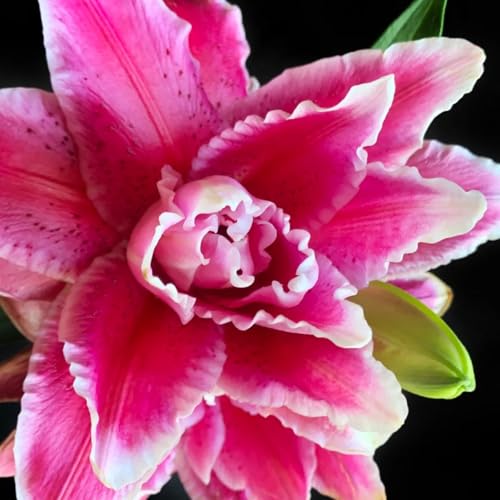 Lilien zwiebeln winterhart mehrjährig，Lilienpflanze，Schnell wachsend, einfach zu pflanzen und zu pflegen, einfach einen Garten anzulegen-10 zwiebeln-E von FRJNGC