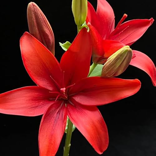 Lilien zwiebeln winterhart mehrjährig-Lilienpflanze-Schnell wachsend-einfach zu pflanzen und zu pflegen- einfach einen Garten anzulegen-10 zwiebeln-G von FRJNGC