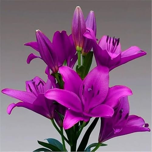 Lilien zwiebeln winterhart mehrjährig-Lilienpflanze-Schnell wachsend-einfach zu pflanzen und zu pflegen- einfach einen Garten anzulegen-10 zwiebeln-H Lilien zwiebeln winterhart mehrjährig-Lilienpflanze-Schnell wachsend-einfach zu pflanzen und zu pflegen- einfach einen Garten anzulegen-10 zwiebeln-H von FRJNGC