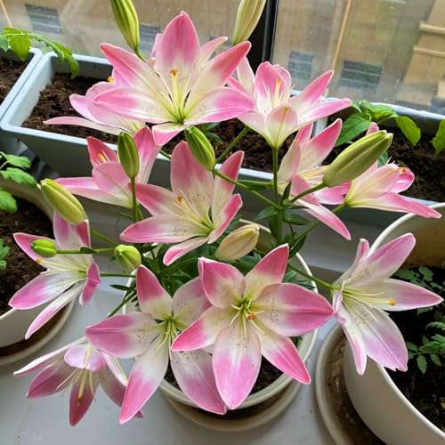 Lilien zwiebeln winterhart mehrjährig-Lilienpflanze-Schnell wachsend-einfach zu pflanzen und zu pflegen- einfach einen Garten anzulegen-4 zwiebeln-D von FRJNGC
