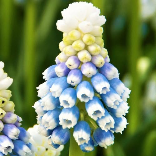 Traubenhyazinthenzwiebeln-Winterharte mehrjährige Hyazinthenpflanze-Topfpflanzung-Blumen für draußen-Winterharte Pflanzen-Ideale Gartenpflanze-8 zwiebeln-D von FRJNGC
