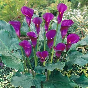 Winterhart Calla-Lilien-Zwiebeln-Calla knollen-Mehrjährige Calla-Lilien-Pflanzen-Schnell wachsend-Hofbalkon-Landschaftsgestaltung-10 zwiebeln-A von FRJNGC