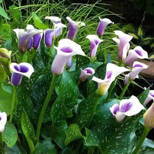 Winterhart Calla-Lilien-Zwiebeln-Calla knollen-Mehrjährige Calla-Lilien-Pflanzen-Schnell wachsend-Hofbalkon-Landschaftsgestaltung-10 zwiebeln-J von FRJNGC