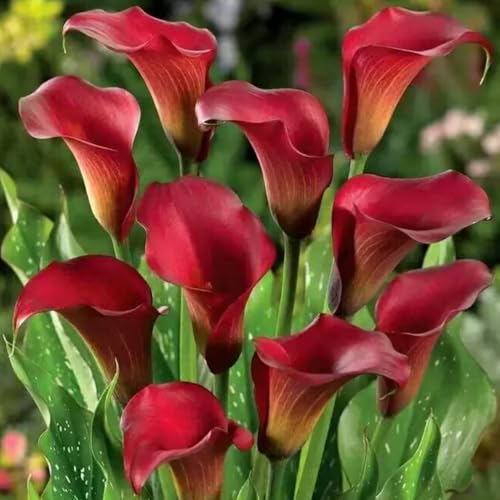 Winterhart Calla-Lilien-Zwiebeln-Calla knollen-Mehrjährige Calla-Lilien-Pflanzen-Schnell wachsend-Hofbalkon-Landschaftsgestaltung-2 zwiebeln-C Winterhart Calla-Lilien-Zwiebeln-Calla knollen-Mehrjährige Calla-Lilien-Pflanzen-Schnell wachsend-Hofbalkon-Landschaftsgestaltung-2 zwiebeln-C von FRJNGC