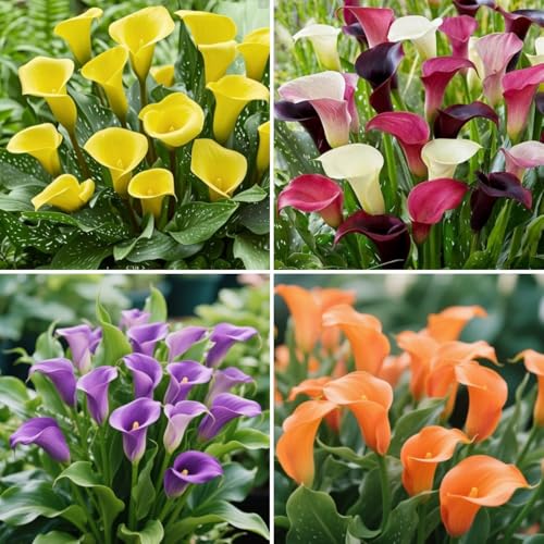 Winterhart Calla-Lilien-Zwiebeln-Calla knollen-Mehrjährige Calla-Lilien-Pflanzen-Schnell wachsend-Hofbalkon-Landschaftsgestaltung-4 zwiebeln-E von FRJNGC