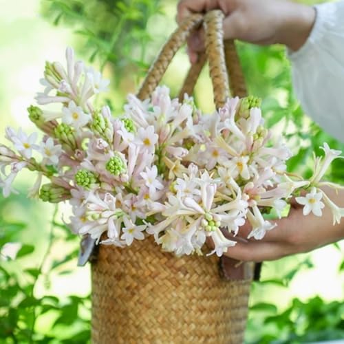 Winterhart Tuberose-Zwiebeln-Tuberose pflanze-Tuberose bulb-Starker Duft-lange Blütezeit-mehrjährig- kann das ganze Jahr über blühen.-4 zwiebeln-B Winterhart Tuberose-Zwiebeln-Tuberose pflanze-Tuberose bulb-Starker Duft-lange Blütezeit-mehrjährig- kann das ganze Jahr über blühen.-4 zwiebeln-B von FRJNGC