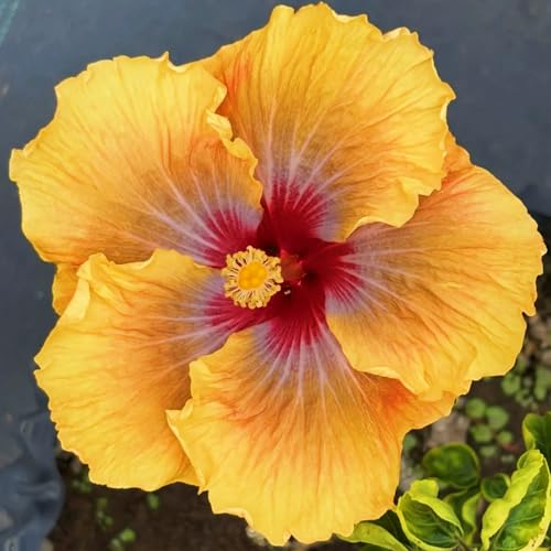 Winterharte Hibiskuszwiebeln-Hibiskuspflanzen- Große und farbenfrohe Blüten-Schnell wachsend-Dekorative Blumenpflanzen-2 zwiebeln-J von FRJNGC