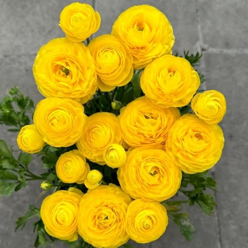 Winterharte Ranunkelnzwiebeln-Mehrjährige Ranunkelnpflanze-Ranunkel knollen-Bunte Blüten-Zierblumen-Gartenbalkondekoration-10 zwiebeln-B von FRJNGC