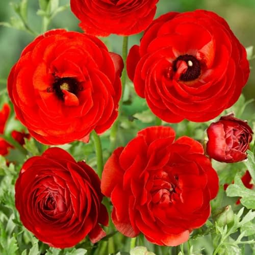 Winterharte Ranunkelnzwiebeln-Mehrjährige Ranunkelnpflanze-Ranunkel knollen-Bunte Blüten-Zierblumen-Gartenbalkondekoration-10 zwiebeln-I von FRJNGC