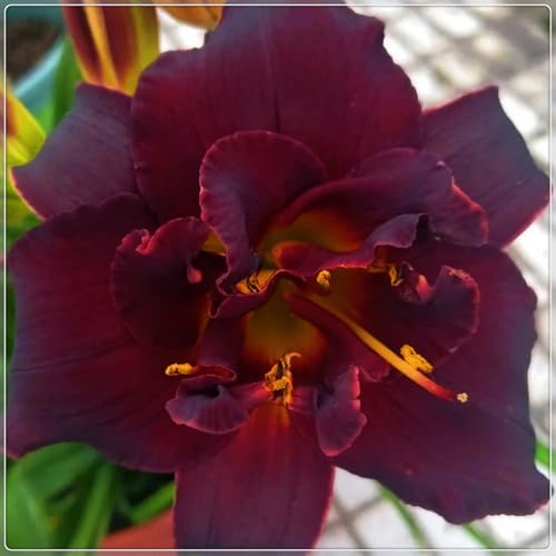 Winterharte Taglilienzwiebeln-Taglilien pflanzen-Hemerocallis Knollen-Taglilienmischung-voll und stark-Gartentopf-Zierblumen-3 zwiebeln-A von FRJNGC