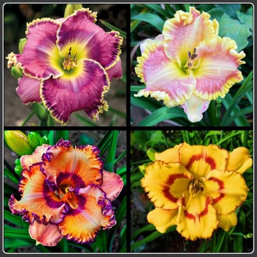 Winterharte Taglilienzwiebeln-Taglilien pflanzen-Hemerocallis Knollen-Taglilienmischung-voll und stark-Gartentopf-Zierblumen-5 zwiebeln-F von FRJNGC