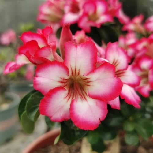 Wüstenrosenzwiebeln-Winterhart mehrjährige Pflanzen-Pflanzen für die Bepflanzung im Freien-Zierblumen für den Garten im Topf-1 zwiebeln-F von FRJNGC