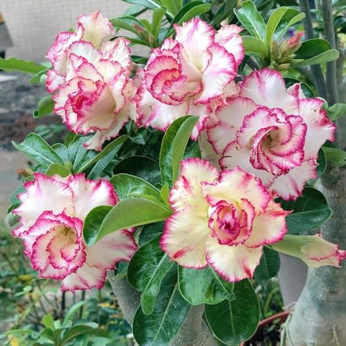 Wüstenrosenzwiebeln-Winterhart mehrjährige Pflanzen-Pflanzen für die Bepflanzung im Freien-Zierblumen für den Garten im Topf-2 zwiebeln-C Wüstenrosenzwiebeln-Winterhart mehrjährige Pflanzen-Pflanzen für die Bepflanzung im Freien-Zierblumen für den Garten im Topf-2 zwiebeln-C von FRJNGC