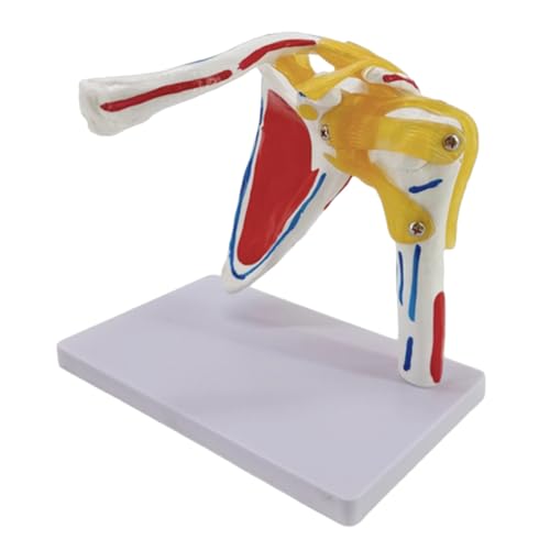 Anatomisches Schultergelenk und Muskelnerven Strukturmodell Menschliches Schultergelenk Anatomie Modell für Training Pädagogische von FROMCEO