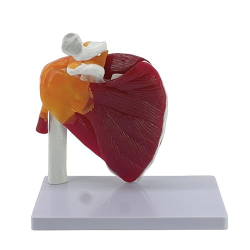 Muskel Schulter Muskulatur Training und Unterricht Display Modell Muskel Schulter Gelenkmodell Anatomisches Modell von FROMCEO