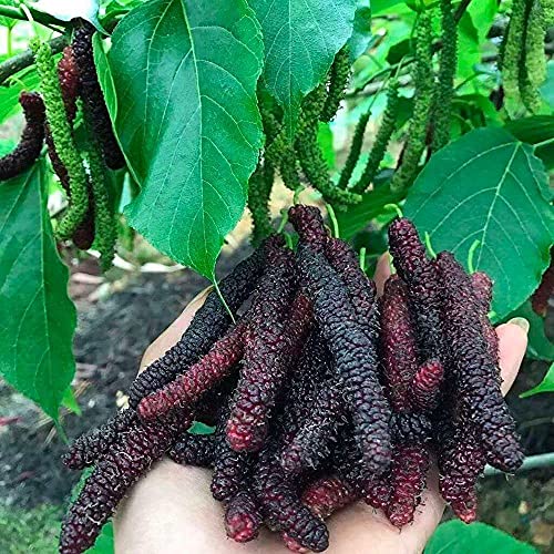 FStening 100 Stück Einzigartig Maulbeere Samen Schlanke Sonderform Köstliche Früchte Zuhause Natürlicher Anbau Heirloom Strauchbäume Für Die Gartenarbeit Pflanzung von FStening