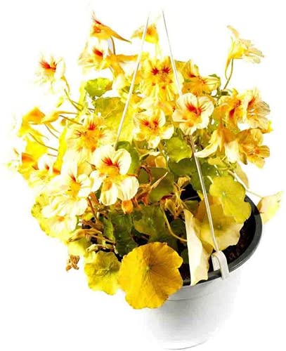 FStening 100 Stück Kapuzinerkresse Samen Für Garten DIY Pflanzen Hängender Korb Dekoration Leuchtend Gelbe Exotische Blumen Beleuchten Ihren Garten von FStening